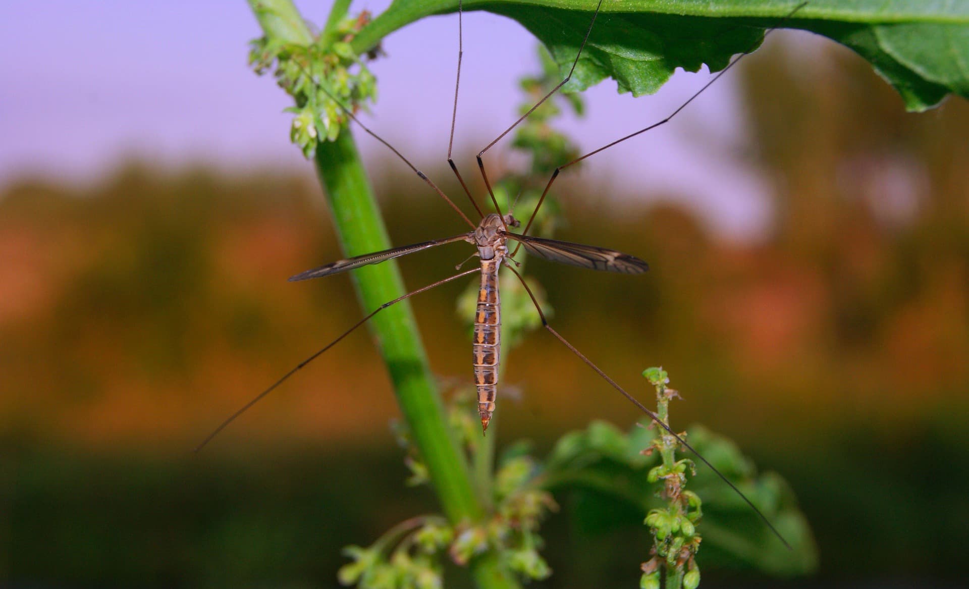 BMLSIA MLS mosquito image